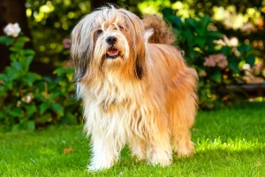 Meet the charming and affectionate Tibetan Terrier! If you're looking for a loyal companion who loves to play and cuddle, a Tibetan Terrier may be the perfect addition to your family. Visit our website for more information and to find a reputable breeder near you.