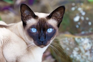 Introducing the charming and affectionate Tonkinese! Bred by crossing Siamese and Burmese cats, these felines boast the best traits of both breeds. Discover reputable Tonkinese breeders near you and bring home a new cuddly companion!