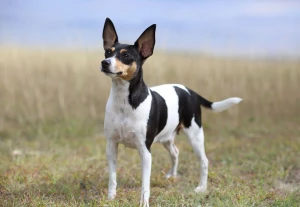 Meet the adorable Toy Fox Terrier, a small but mighty breed! Looking for a furry friend? Check out our list of reputable Toy Fox Terrier breeders and find your perfect pup today.