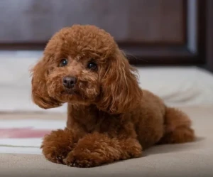Meet the adorable Toy Poodle, the perfect companion for any family! With their curly coats and charming personalities, Toy Poodles are hard to resist! Browse our site to learn more about this lovable breed and find a breeder near you.
