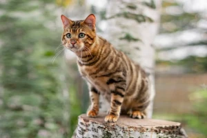 Meet the majestic Toyger - a domestic cat with the striking appearance of a wild tiger! This beautiful breed is known for its playful personality and stunning coat pattern. Check out our list of Toyger breeders to find your own mini tiger companion!