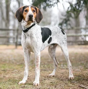 Meet the Treeing Walker Coonhound - a loyal and energetic breed that loves to hunt and play. Find reputable Treeing Walker Coonhound breeders near you and bring home your new furry friend today!