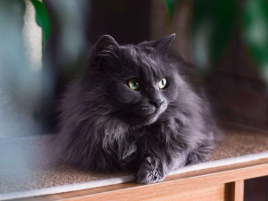 Looking for a rare and stunning feline? The Chantilly-Tiffany cat may be just what you're looking for. Explore our site to learn more and find a breeder near you.