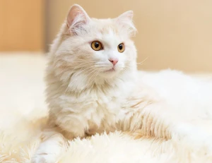 Meet the elegant and playful Turkish Angora! These beautiful cats are known for their silky white coats and mesmerizing eyes. Find your purrfect companion from our list of reputable Turkish Angora breeders.