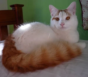 Meet the stunning Turkish Van - a playful and affectionate breed known for their love of water and striking markings. Browse our list of reputable Turkish Van breeders to find your feline companion today.