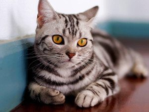 Meet the Classic American Shorthair - Browse Our List of Trusted Breeders to Bring Home Your New Feline Companion
