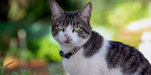 Fall in Love with the Distinctly Coarse Coat of the American Wirehair - Connect with Trusted Breeders to Find Your Perfect Feline Companion
