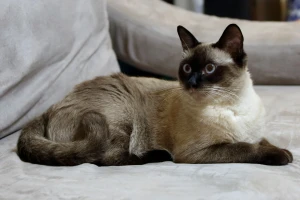 A sleek and stunning Burmese cat - check out our list of reputable Burmese breeders for your next feline companion!