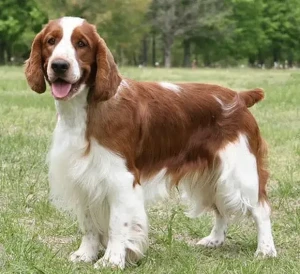 Discover the beauty and charm of the Welsh Springer Spaniel - a loyal and loving companion for life. Find reputable breeders and learn more about this wonderful breed on our website.