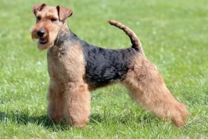 Meet the Welsh Terrier: a fun-loving and energetic breed with a distinct, wiry coat. Looking for a loyal companion with a lot of personality? The Welsh Terrier might be just the dog for you! Browse our list of Welsh Terrier breeders to find your new furry friend.