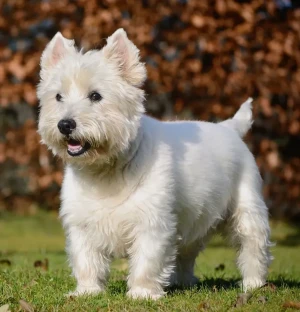 Meet the adorable West Highland White Terrier! These spunky and affectionate pups make great companions. Find your perfect furry friend from our list of reputable Westie breeders.