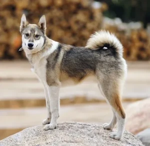 Meet the West Siberian Laika, a loyal and fearless hunting companion. With its thick coat and sturdy build, this breed is well-suited for harsh climates and demanding terrain. Discover more about this fascinating breed and find reputable West Siberian Laika breeders near you on our website.