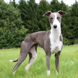 Graceful and lightning-fast, the Whippet is a true sight hound. Looking for a loyal and loving companion? Consider the elegant Whippet. Browse our directory of responsible breeders to find your match.