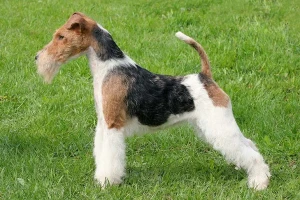 Meet the Wire Fox Terrier, a smart and energetic breed known for their playful personality and keen hunting instincts. Discover reputable breeders who can provide you with a loyal companion and a wonderful addition to your family.
