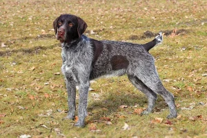 Meet the versatile and hardworking Wirehaired Pointing Griffon - the perfect hunting companion and loyal family pet. Find your new best friend from our list of reputable Wirehaired Pointing Griffon breeders today!