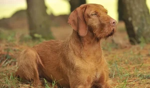 Meet the loyal and versatile Wirehaired Vizsla, a beloved breed for hunters and active families alike. Browse our list of reputable Wirehaired Vizsla breeders and bring home your new adventure buddy!