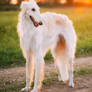 Experience the Elegance of the Borzoi - Learn about their graceful appearance and affectionate personality, and find responsible breeders to bring home this gentle and loyal companion!