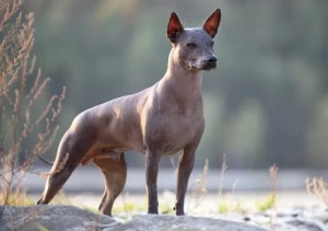 Meet the majestic Xoloitzcuintli - a breed known for their unique appearance and loyal nature. Discover top Xoloitzcuintli breeders and find your perfect companion today!