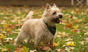 Meet the adorable and adventurous Cairn Terrier! Find a reputable breeder and bring home your new loyal companion today.