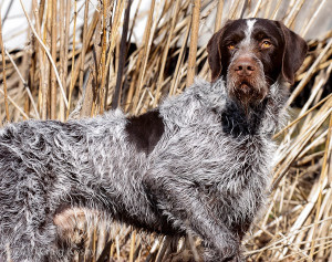 Introducing the Cesky Fousek - the versatile hunting dog with a gentle disposition. Find your new furry hunting partner today with our list of reputable Cesky Fousek breeders.