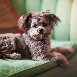 A delightful Yorkiepoo enjoying a relaxing moment, showcasing its charming personality and adorable appearance.
