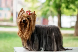 Adorable and small, the Yorkshire Terrier is a true companion breed. Find your furry best friend with our list of trusted Yorkshire Terrier breeders near you.