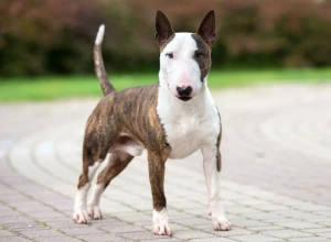 A picture of a strong and sturdy Bull Terrier, known for their unique egg-shaped head and muscular physique. Learn about the breed's history, personality, and find reputable Bull Terrier breeders on our website.