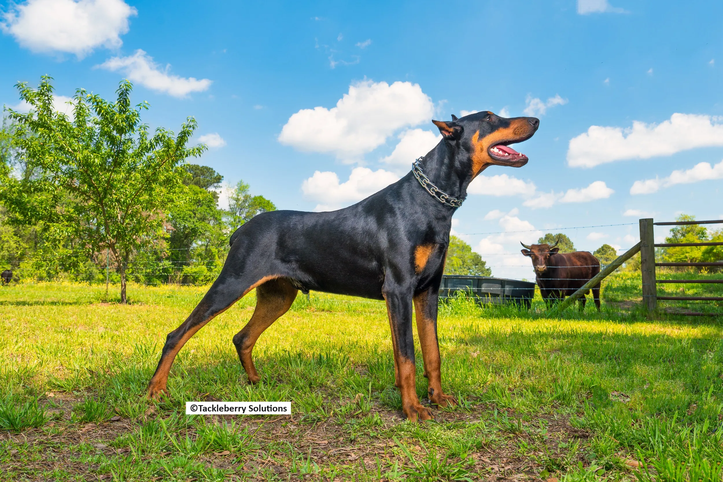 Trained Adult Doberman Pinschers