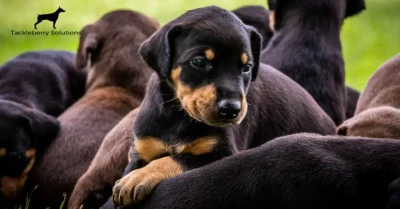 Personality Tested, Lifetime Health Guarantee, High-quality Doberman Pinscher Puppies