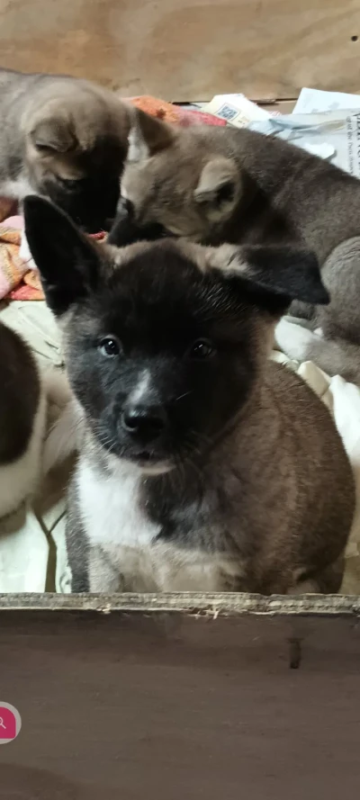 Monie Love the american akita pup for sale