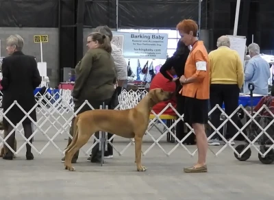 Beautiful free stack at a dog show.