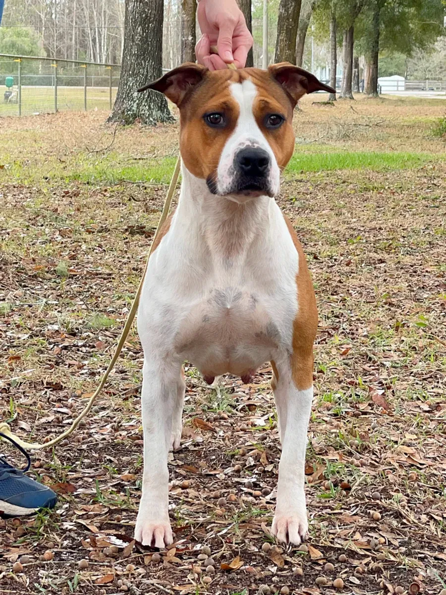 Sasha, an adult female AmStaff, seeks a forever companion home. She's social, outgoing, and house trained. Raised by a loving couple, she was returned to us due to a family member's passing. We decided to showcase her by completing her AKC Championship, Health Testing, and having 2 litters. Sasha has a driven personality and is OFA Cardiac Clear, with good hips and normal elbows. She'll be spayed before leaving. Not suitable for cats or small animals. Great with older children, but no other dogs. Vaccinated, with regular check-ups.