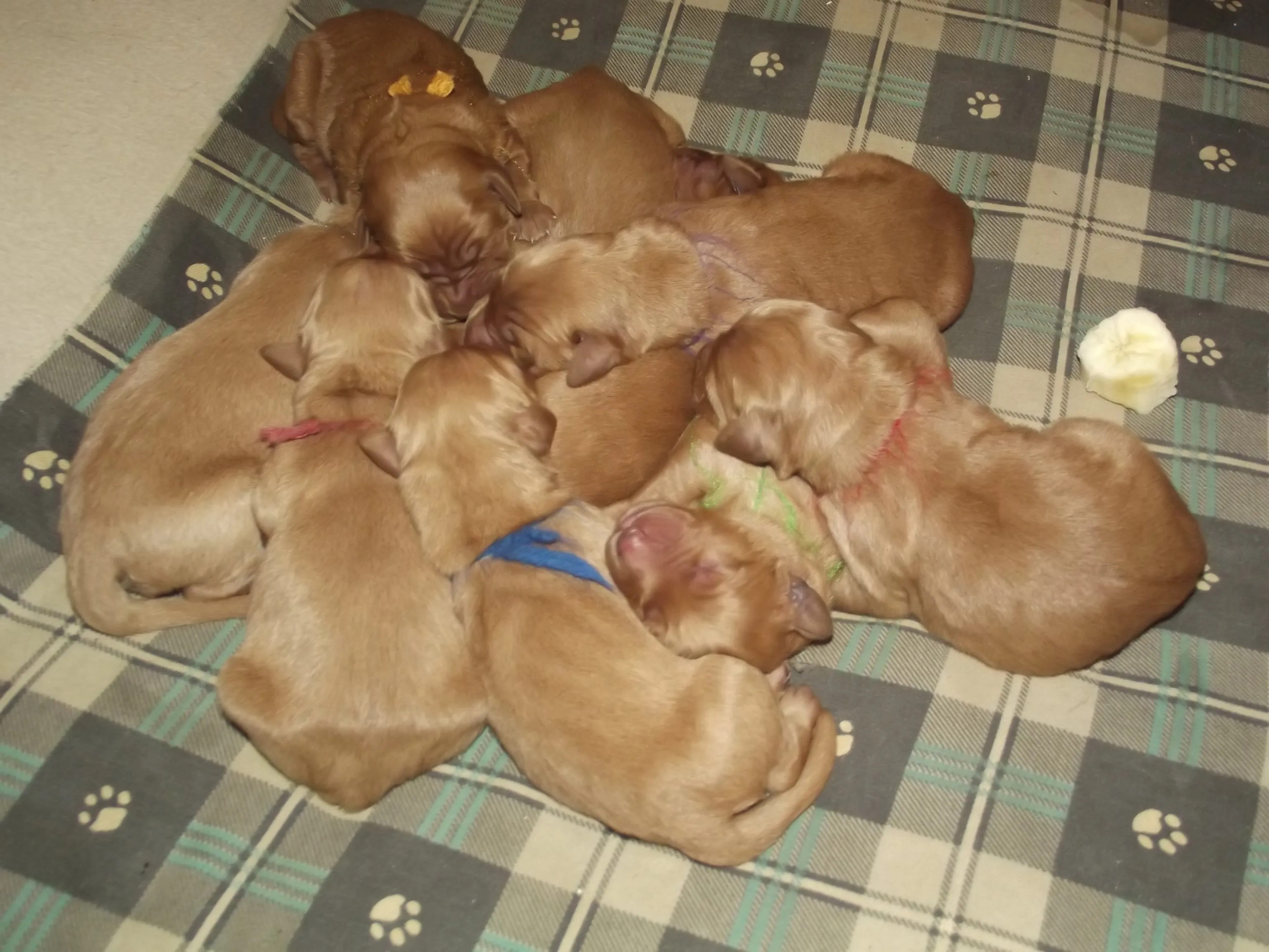 AKC Golden Retriever puppies