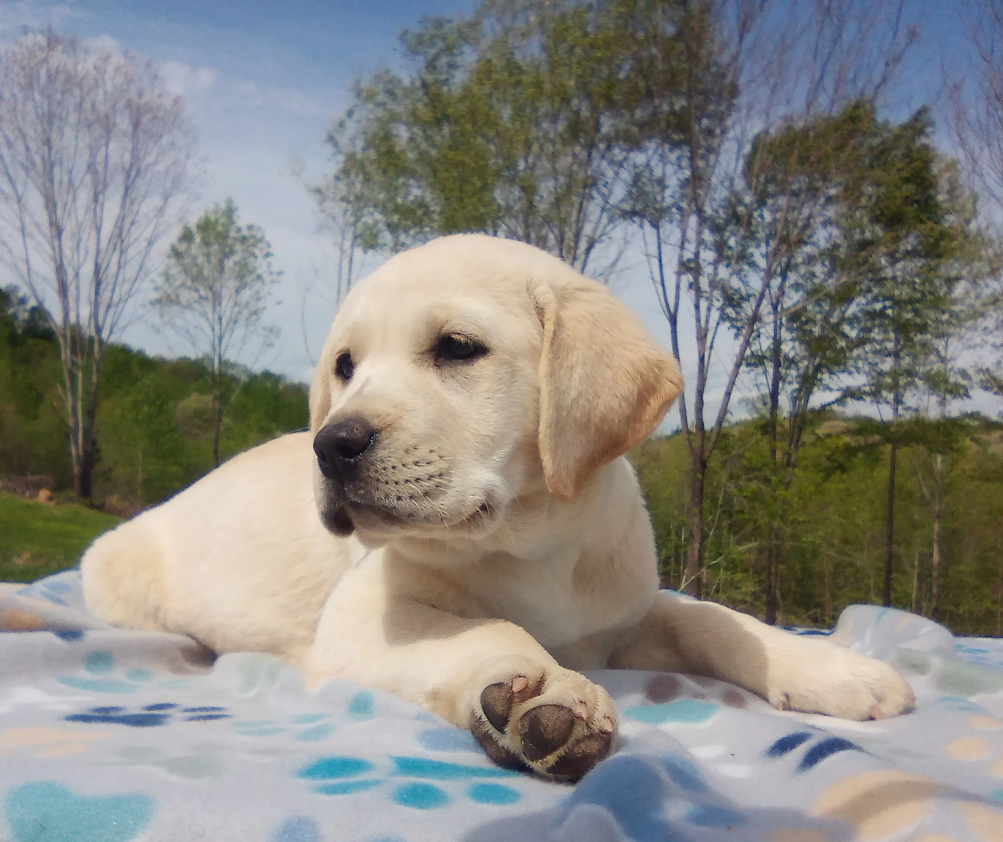 Puppy from previous litter