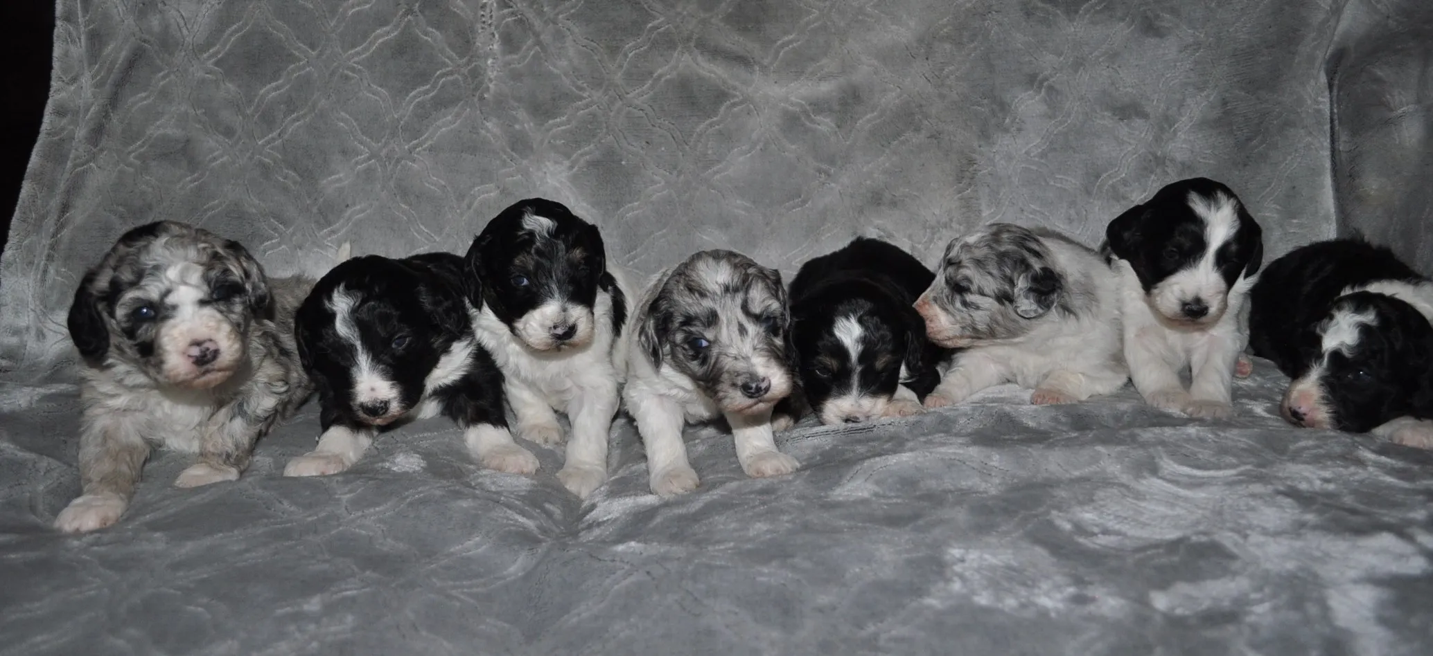 Amity Jame Puppies