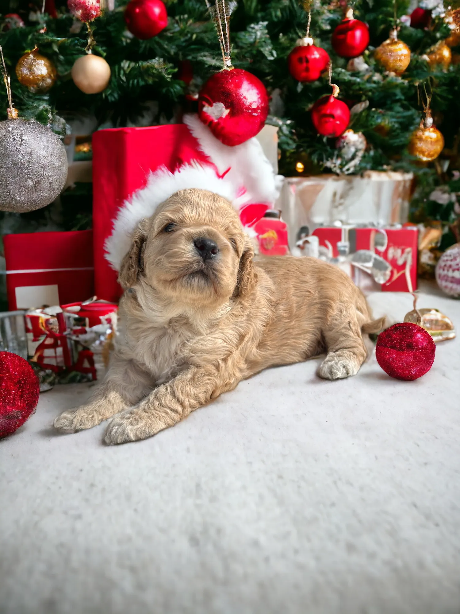 Aspen the cockapoo is looking for his Forever Home