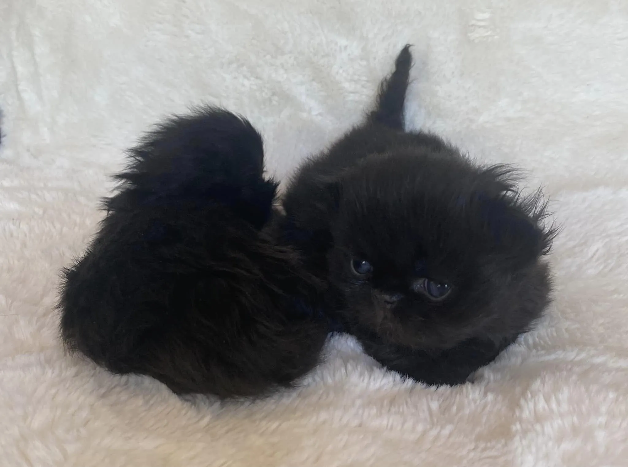 If you are interested in a black Persian cat, please feel free to reach out to me for more details regarding placing a deposit.