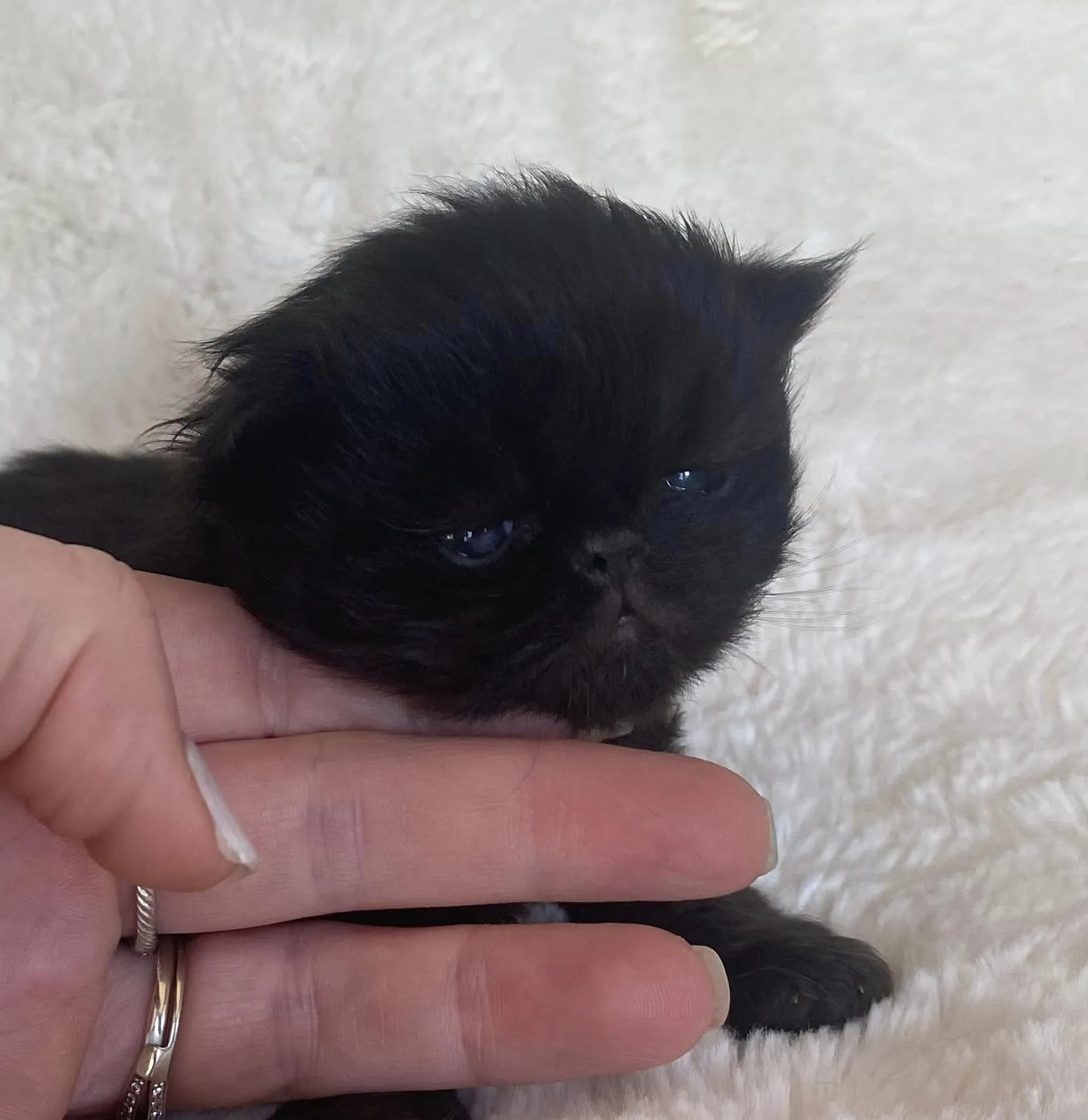 If you are interested in a black Persian cat, please feel free to reach out to me for more details regarding placing a deposit.