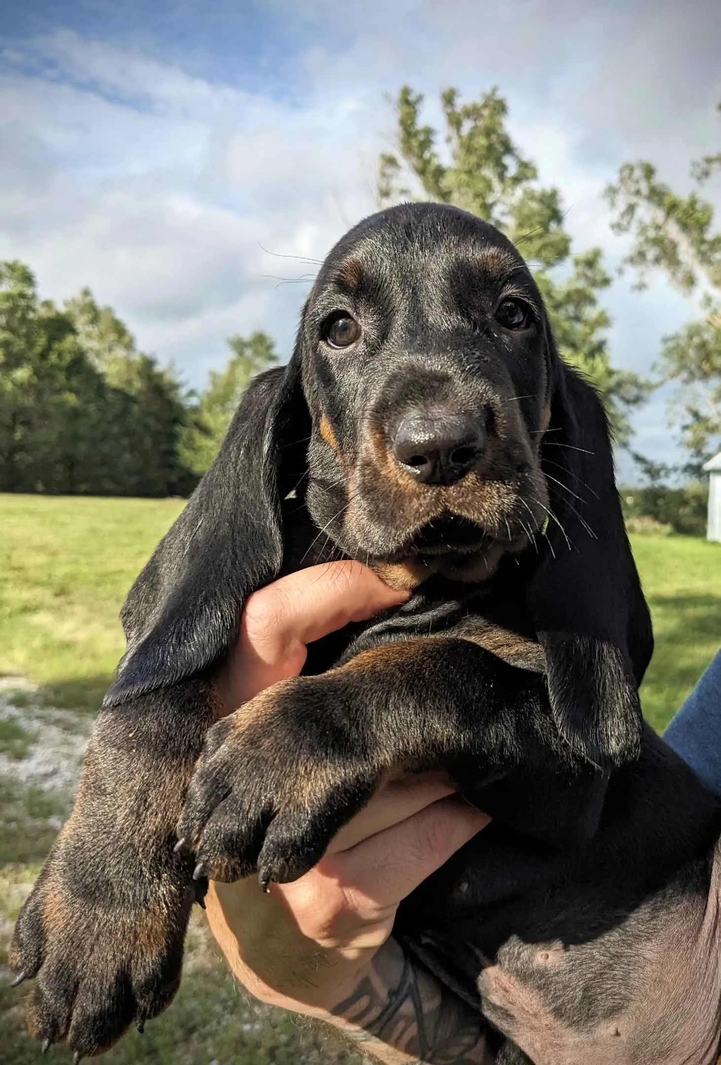 Adorable Black & Tan Coonhound at 7 weeks! Available Now!