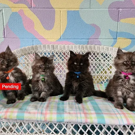 Orange, green and blue collars boys. Pink collar girl. CFA registered Maine Coon kittens