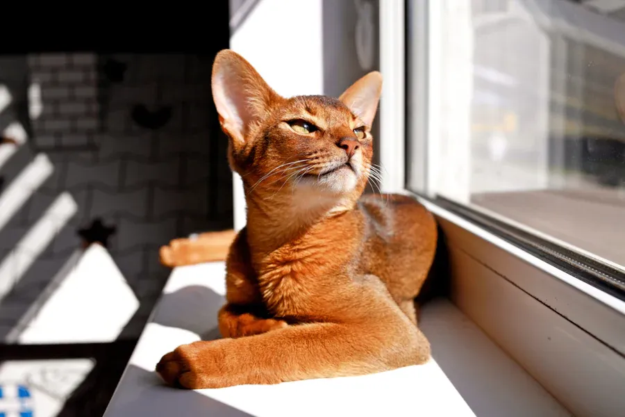 Abyssinian Cat enjoying the Sunlight and Serene Views from the Window. (Contact us for photos)