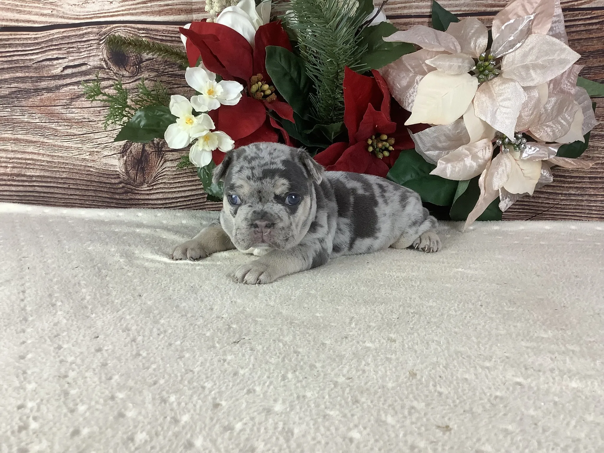 Blue & Tan Merle French Bulldog Puppy - ELVIS