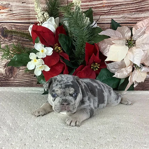 Blue & Tan Merle French Bulldog Puppy - ELVIS