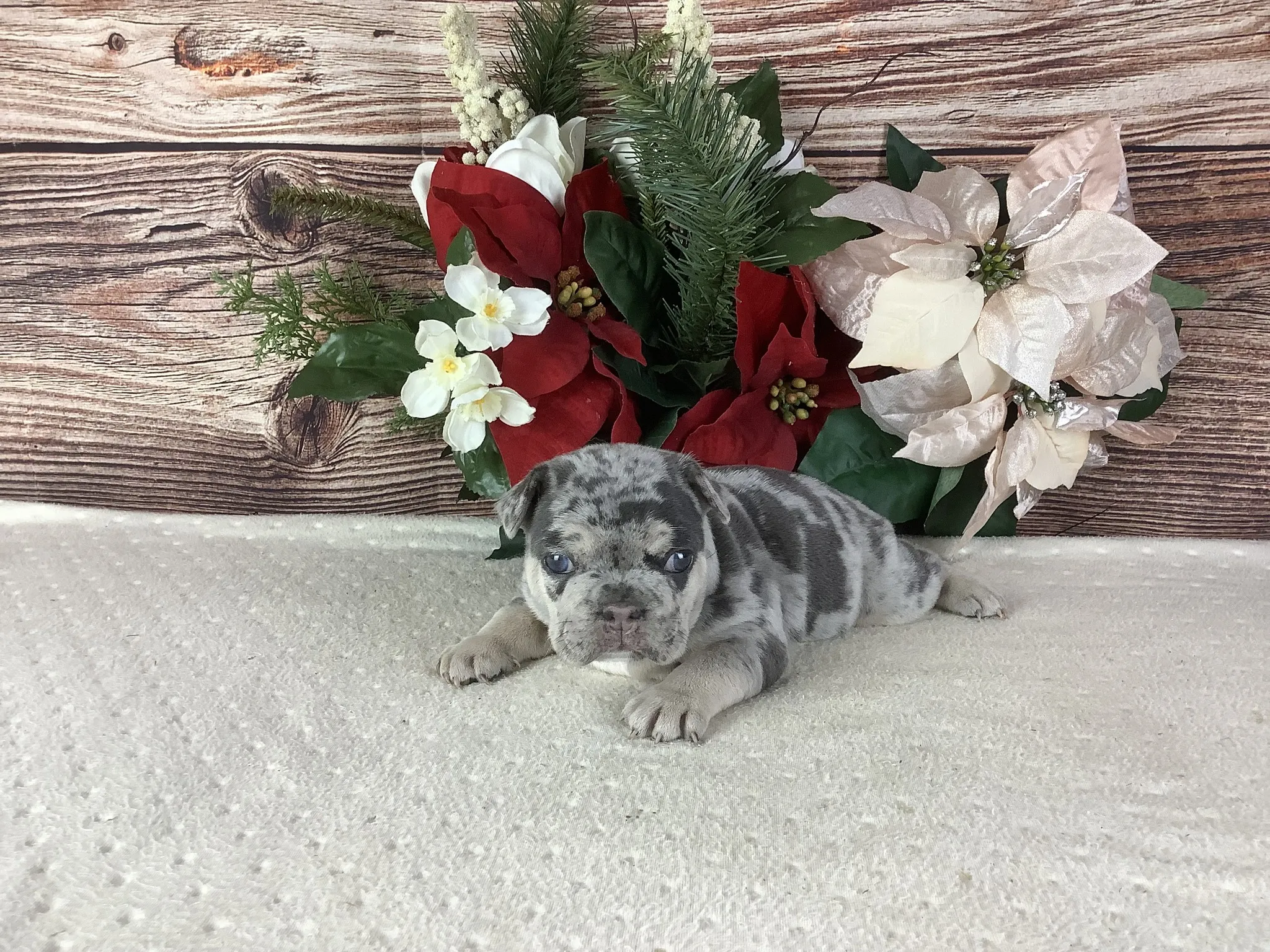 Blue & Tan Merle French Bulldog Puppy - ELVIS