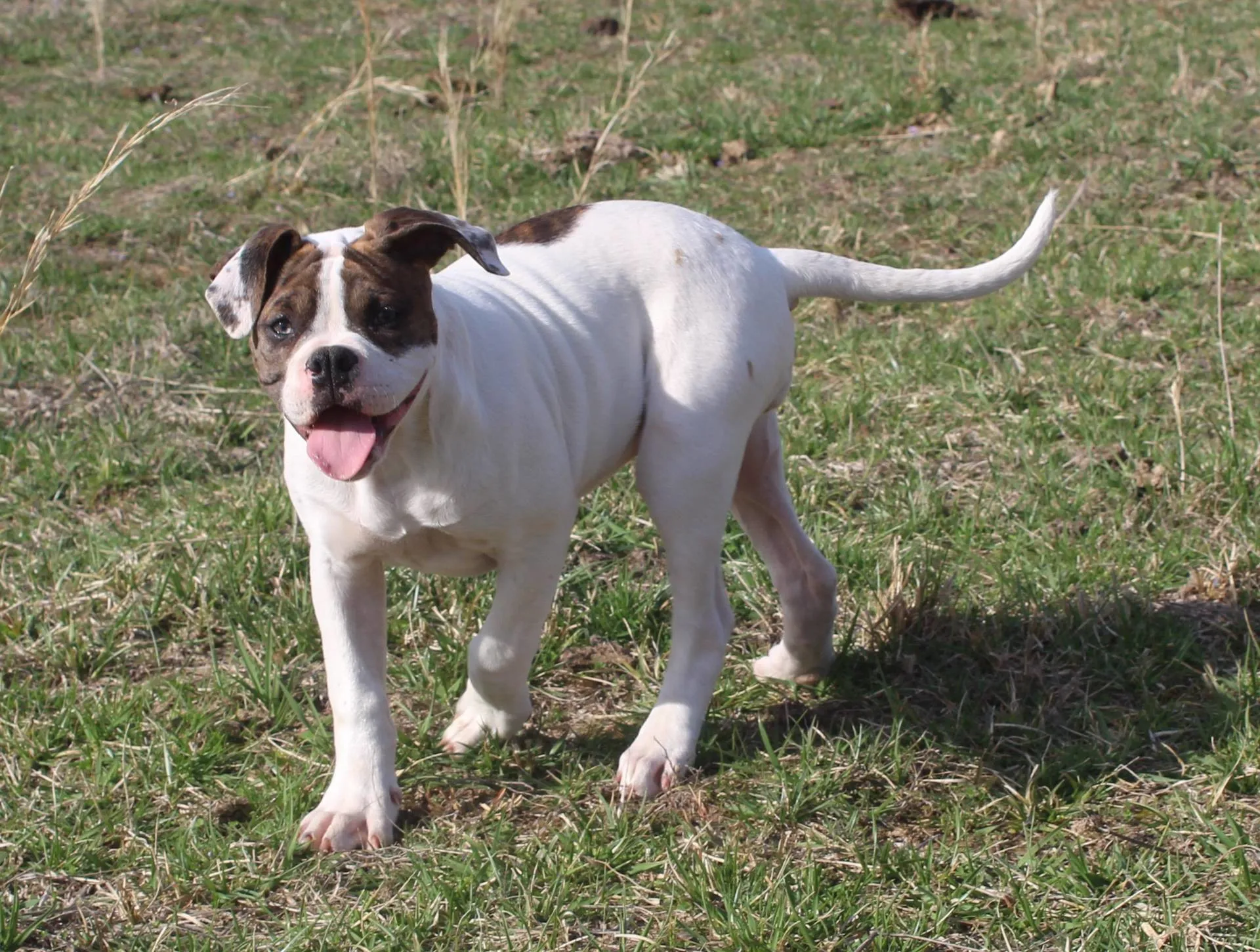 Beautiful brindle merle and white female.