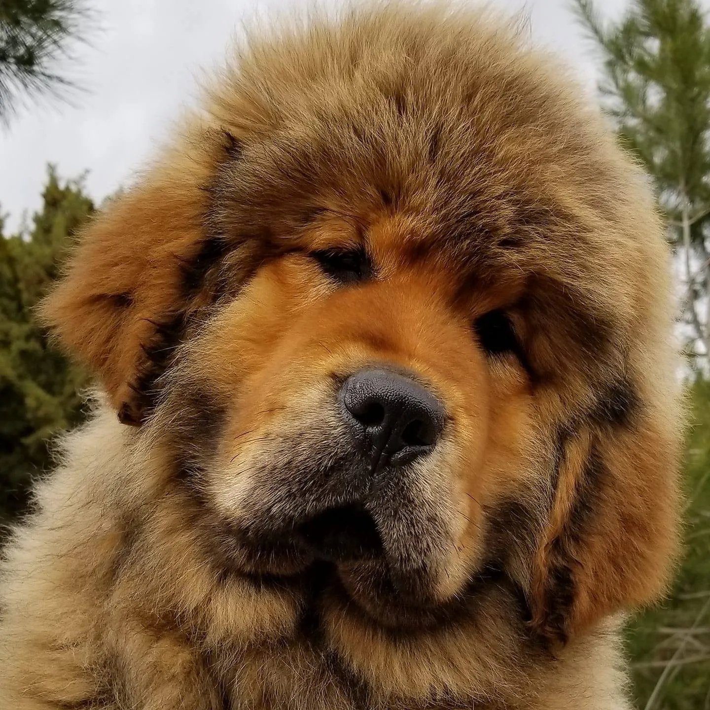 AKC Breeder of Merit, author, lecturer, mentor and AKC Tibetan Mastiff Breeder/Judge specialist. We have over 40 years of experience developing our signature DRAKYI line of champion Tibetan Mastiffs. Giant mastiff size, long lion-type coat, outstanding type, temperament and health are our priorities.