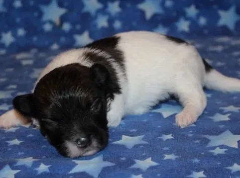 2 Week Old Male Coton De Tulear Puppy - Olim taking a nap