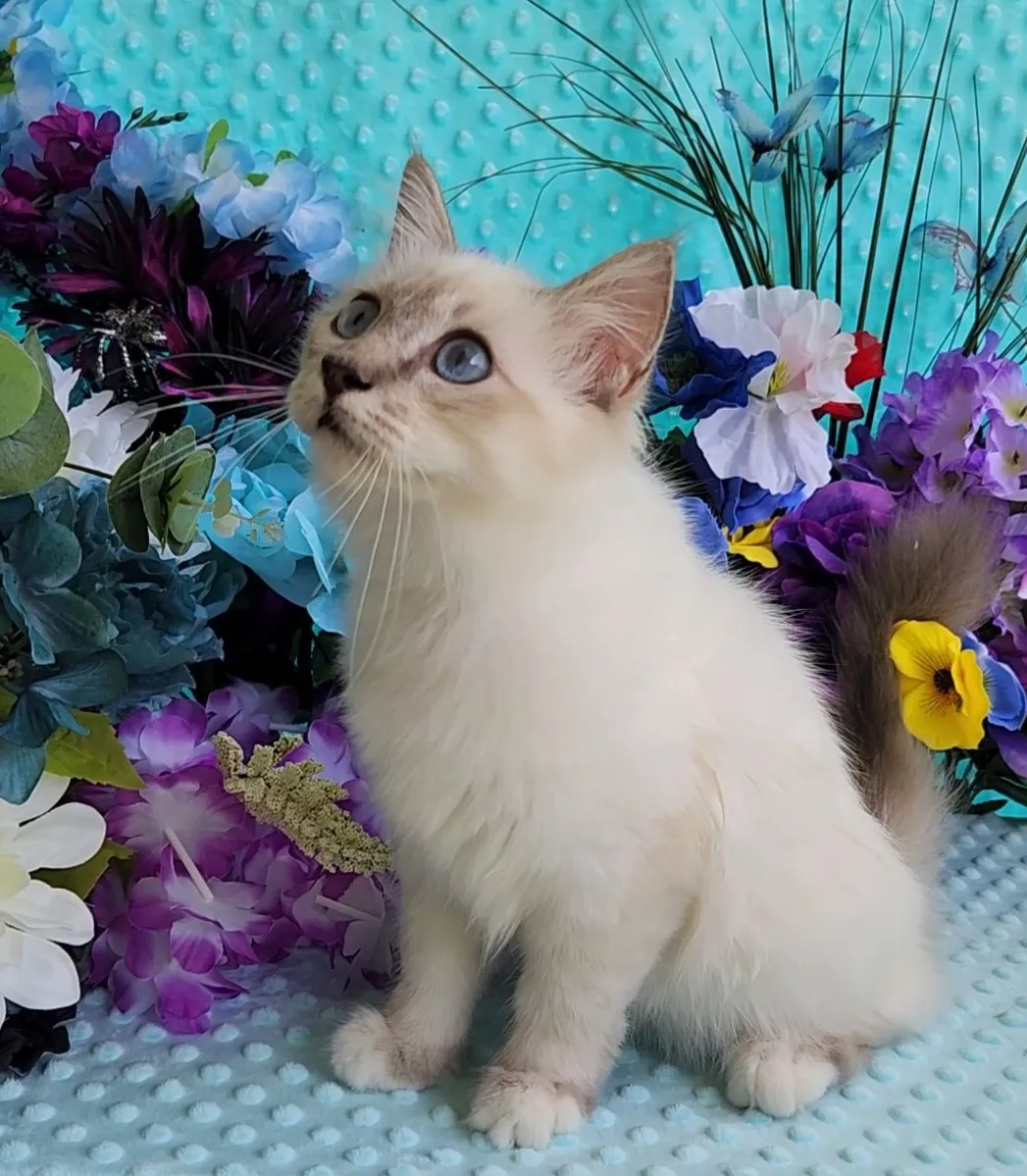 Deambarino Birman kitten