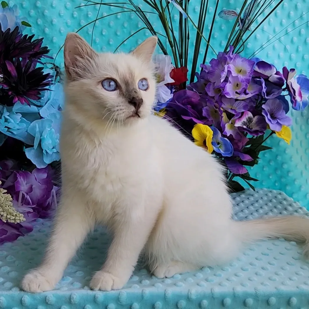 Deambarino Birman kitten