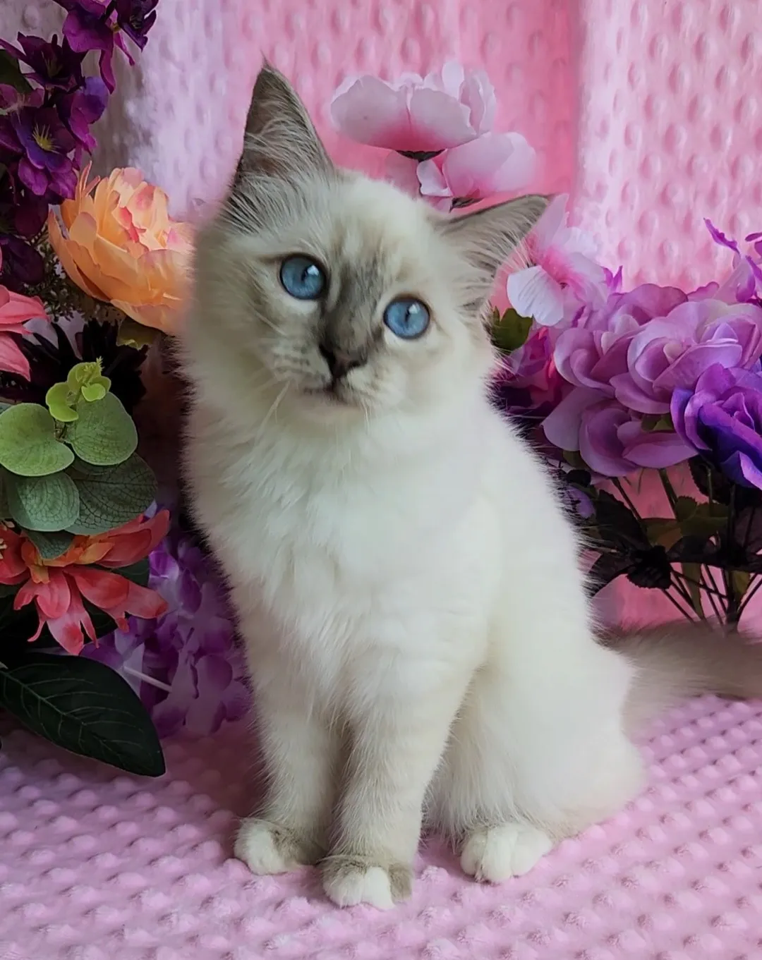 Deambarino Birman kitten